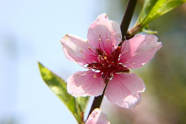 兔年怎么旺桃花，兔年如何催旺桃花运