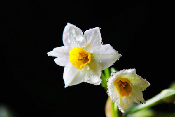 水仙花的风水作用，水仙花的摆放风水